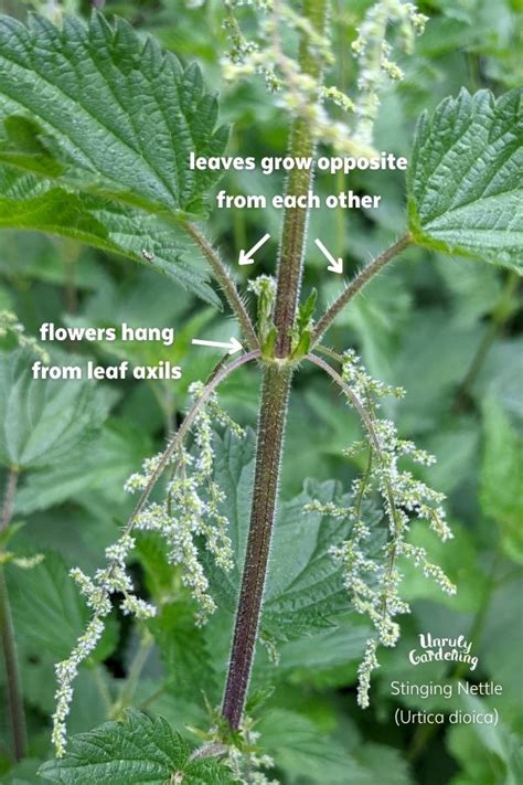 Foraging Stinging Nettle + Uses! - Unruly Gardening