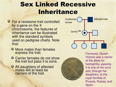 PPT Linked Genes Sex Linkage And Pedigrees PowerPoint Presentation