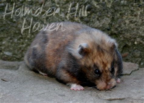 What are your favourite Syrian hamster colours? - Hamster Central