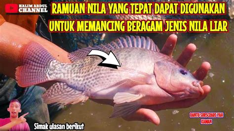 Umpan Jitu Mancing Ikan Nila Liar Tilapia Halimabdulchannel Youtube