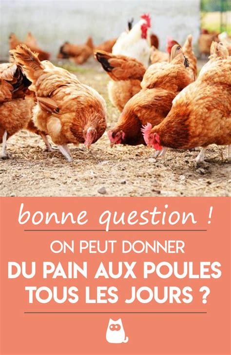 Peut On Donner Du Pain Aux Poules Tous Les Jours Vid O