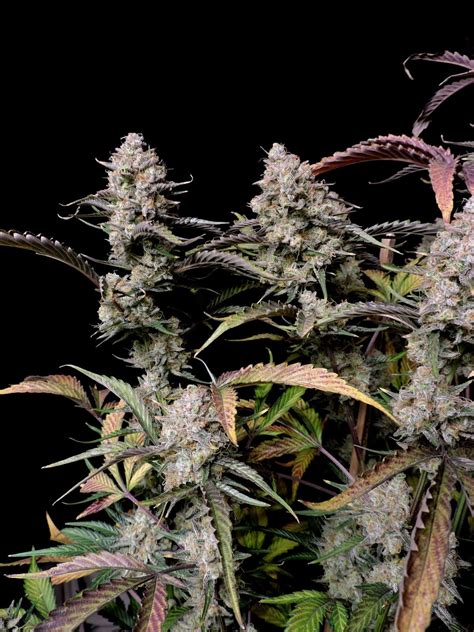 Buy Gorilla Zkittlez Auto Cannabis Seeds Fast Buds