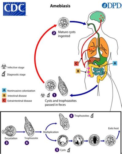 Pathogenesis of Parasitic Infections Flashcards | Quizlet