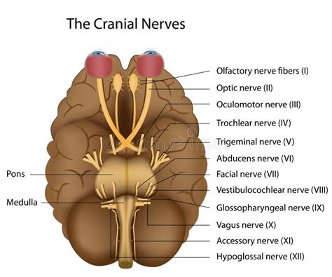 The Cranial Nerves Stock Vector Illustration Of Medicine