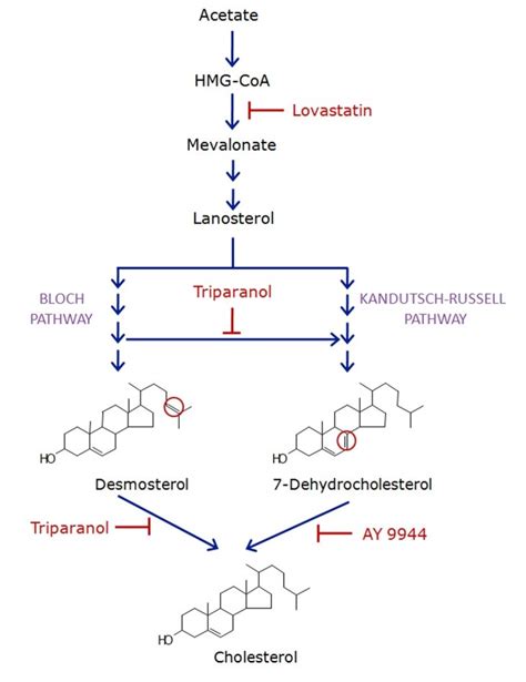 Cholesterol: Overview, Biosynthesis and Metabolism - BOC Sciences