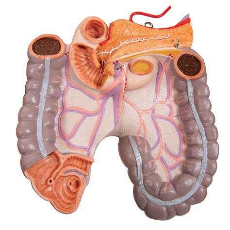 Human Torso Model Life Size Torso Model Anatomical Teaching Torso Deluxe Dual Sex Torso