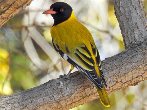 African Black-headed Oriole - eBird