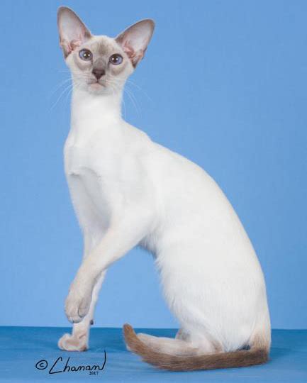 Siamese Cat Breeders: Fanciers Breeder Referral List | Siamese cat breeders, Siamese cats, Cats ...