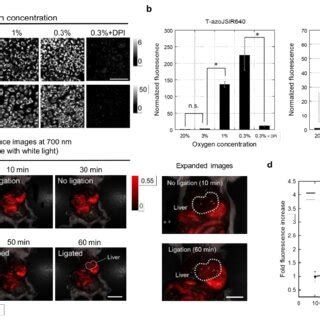 Developed Nir Fluorescence Probe For Hypoxia T Azojsir A Nir