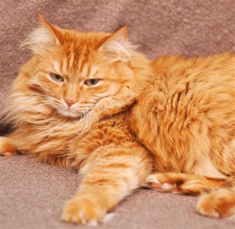 Funny Fluffy Ginger Cat Lying Stock Photos Free Royalty Free