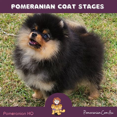 What Are the Different Pomeranian Coat Stages?