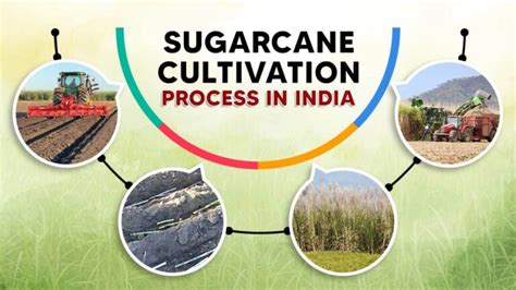 Sugarcane Cultivation in India - How to Cultivate Sugarcane