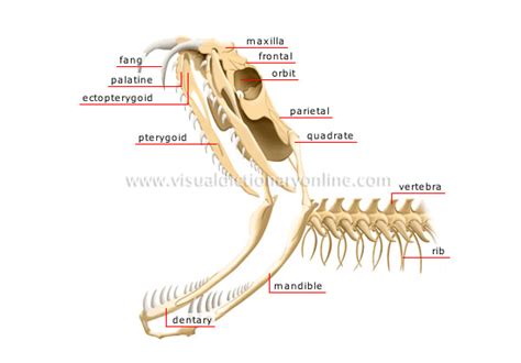 Snake Skeleton Anatomy