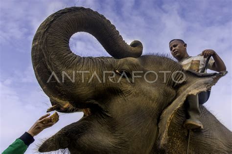 PERAWATAN KESEHATAN GAJAH SUMATERA ANTARA Foto