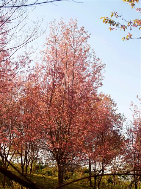 winter  spring      winter  spring stock