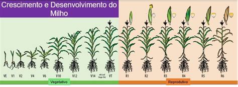 Fenologia Do Milho Venha Saber Tudo Sobre Este Assunto