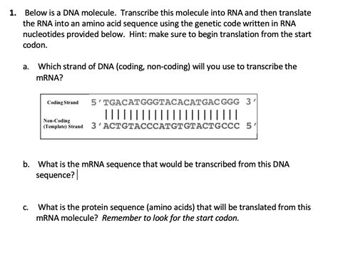 Solved 1 Below Is A DNA Molecule Transcribe This Molecule Chegg