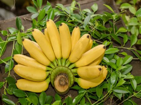 Jenis Pisang Di Indonesia Begini Cara Tepat Mengolahnya