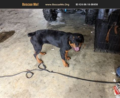 Adopt Rottweiler Rescue Southaven Ms