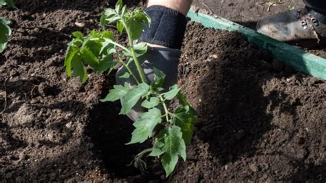 Ce Po I Pune N Gropi La Plantarea R Sadurilor Pentru A Avea Ro Ii Mari