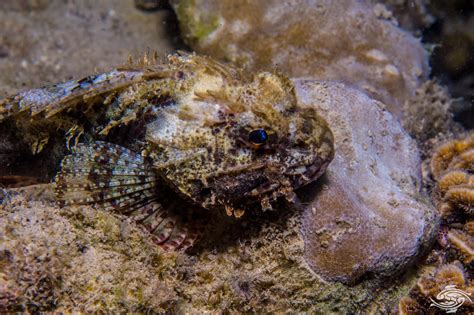 100 Scorpionfish Wallpapers