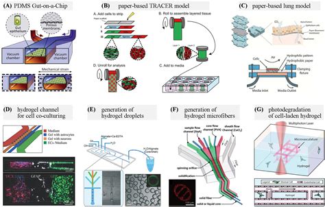 Frontiers Biomedical Application Of Functional Materials In Organ On