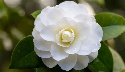 Different Types Of White Flowers