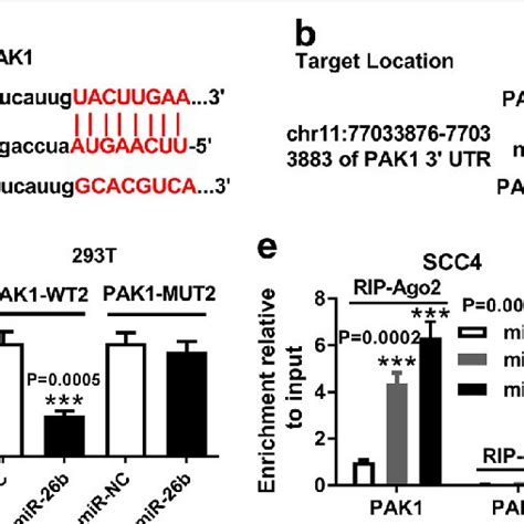 Overexpression Of Mir 26a And Mir 26b Enhanced Tscc Cell Apoptosis But