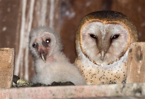 Robin Loznak Photography Baby Barn Owls In Oregon