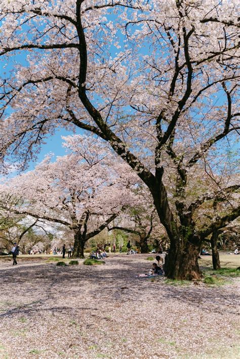 Sakura In Shinjuku Gyoen Rimagesalbum