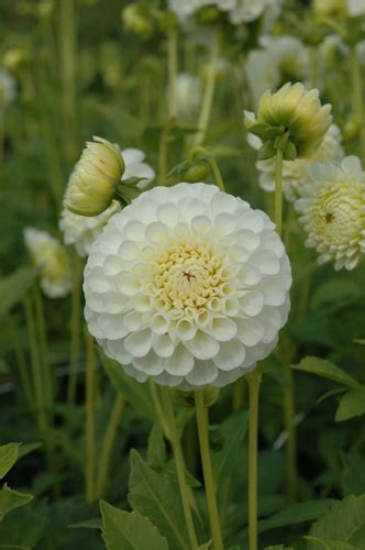 Dahliakwekerij Van Schie The Assortment Of Dahlias With The Jumbo