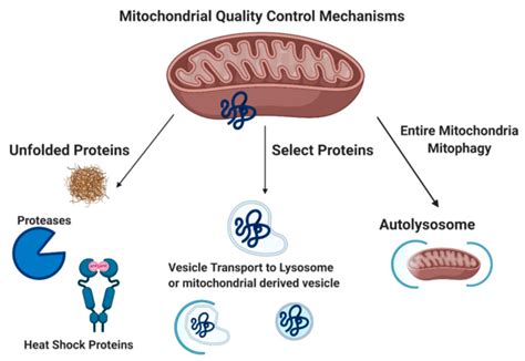 Ijms Free Full Text Mitophagy And The Brain