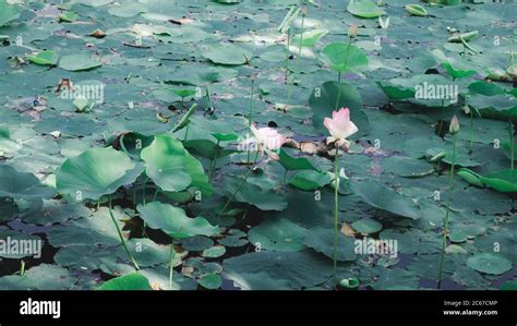 Flor De Lirio De Agua De Loto Verde En El Nivel De La Superficie Del