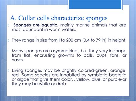 Solution Phylum Porifera The Parazoa Sponges Studypool