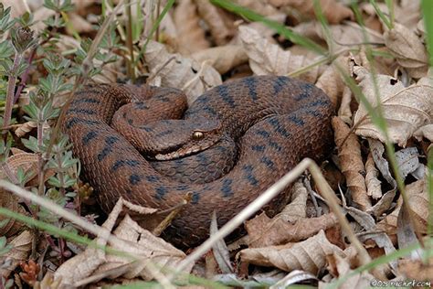 Vipère Aspic Vipera Aspis Claude Ruchet Photographie Animalière