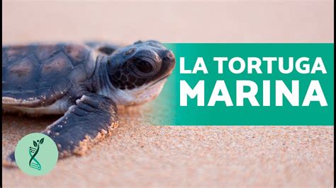 ¿cómo Se Reproduce La Tortuga Marina 🐢 Características Hábitat Alimentación Y Subespecies