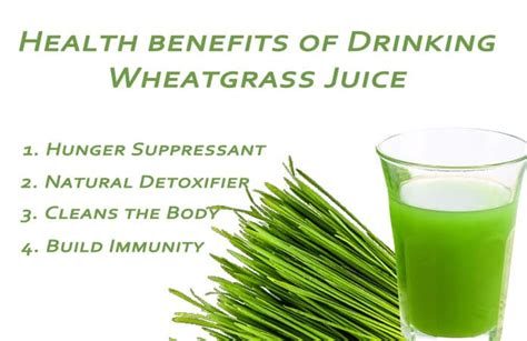 11 Potent Health Benefits Of Wheatgrass Juice The Healthy Shot You