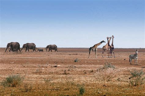 African safari background, wild animals | Premium Photo - rawpixel