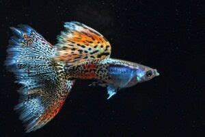 Different Types Of Guppies With Pics A Complete Guide