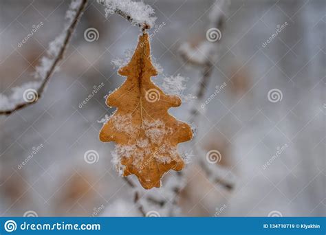 Hi Res Oak Leaves In Snow Oak Leaf In The Snow Stock Image Image Of