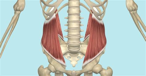 Pulled Oblique Muscle