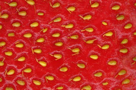 How To Grow Strawberries From Seeds Gardeneco