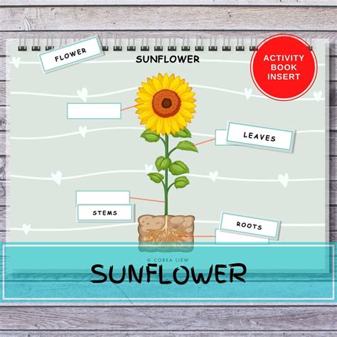 Sunflower Anatomy Busy Book Insert Printable Preschool Homeschool Montessori Kids Binder Quiet ...