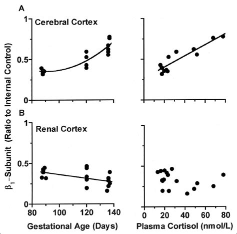 Na þ K þ ATPase b 1 subunit isoform protein expression in the