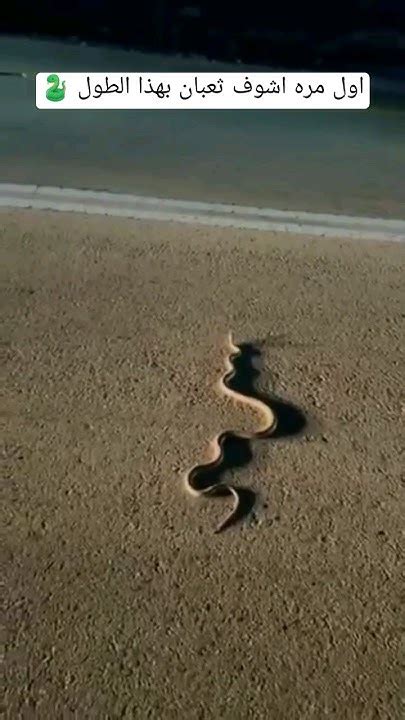 اول مره اشوف ثعبان بهذا الطول 🐍 السعودية وليالعهدمحمدبنسلمان