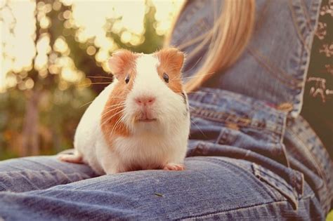 Himalayan Guinea Pig Characteristics Pocket Sized Pets