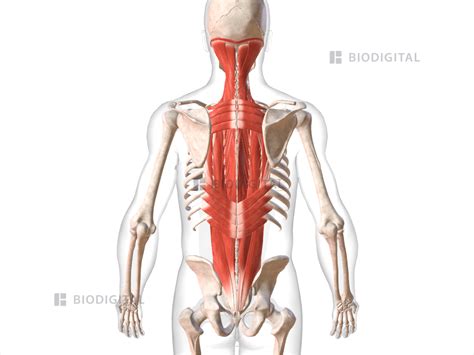 Lower Back Muscles Anatomy