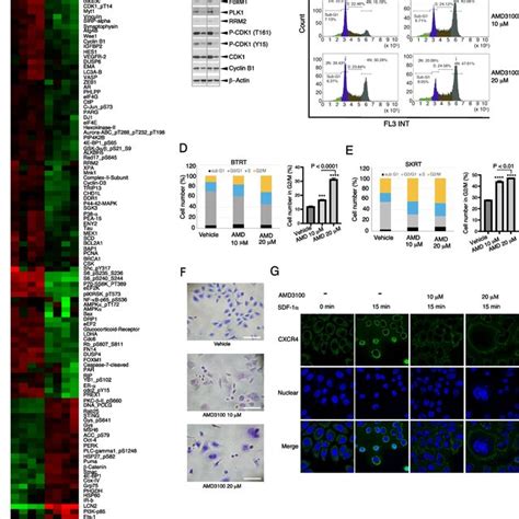 Targeting Cxcr Abrogates Trastuzumab Resistance A Her Breast