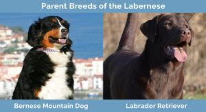 Labernese (Bernese Mountain Dog & Labrador Mix): Info, Pictures, Characteristics & Facts | Hepper