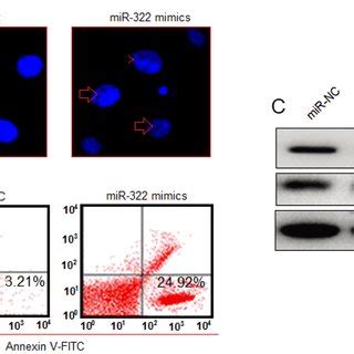 Rescue Assay Showing The Effect Of Nf Kb Overexpression On The Growth